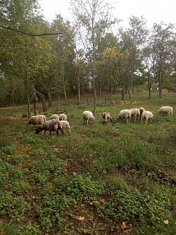 Ovce a kozy na pastvě.